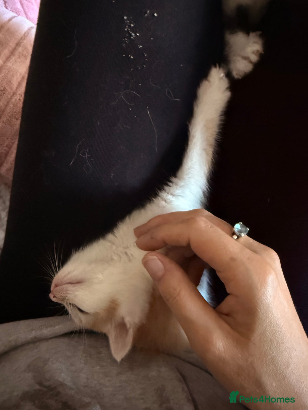 Oriental cats for sale: The Cutest Babies Hand Reared From 2 Weeks - Image 2