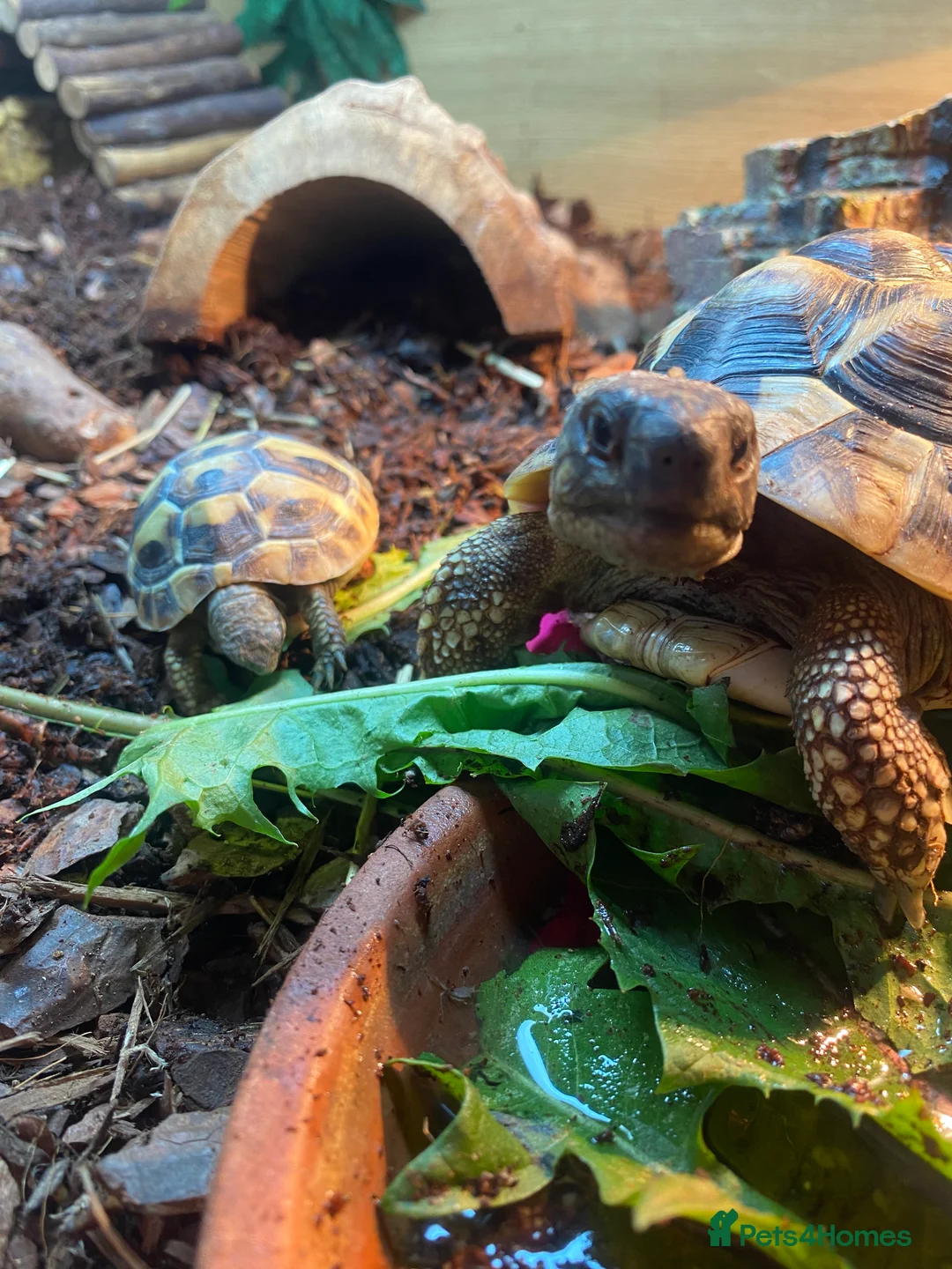 Hermann Tortoise reptiles for sale: Two friendly Hermann Tortoises for sale  - Advert 7