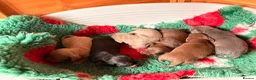 Dachshund dogs for sale: Mini Dachshund Puppy   - Advert 6