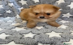 Pomeranian dogs for sale: Pomeranian puppies - Image 5