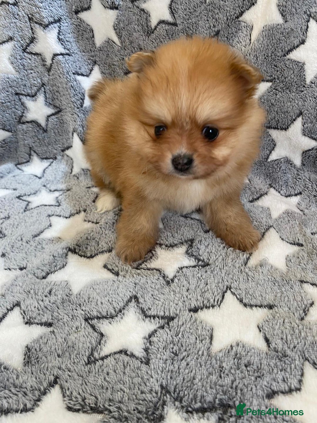 Pomeranian dogs for sale: Pomeranian puppies - Image 5