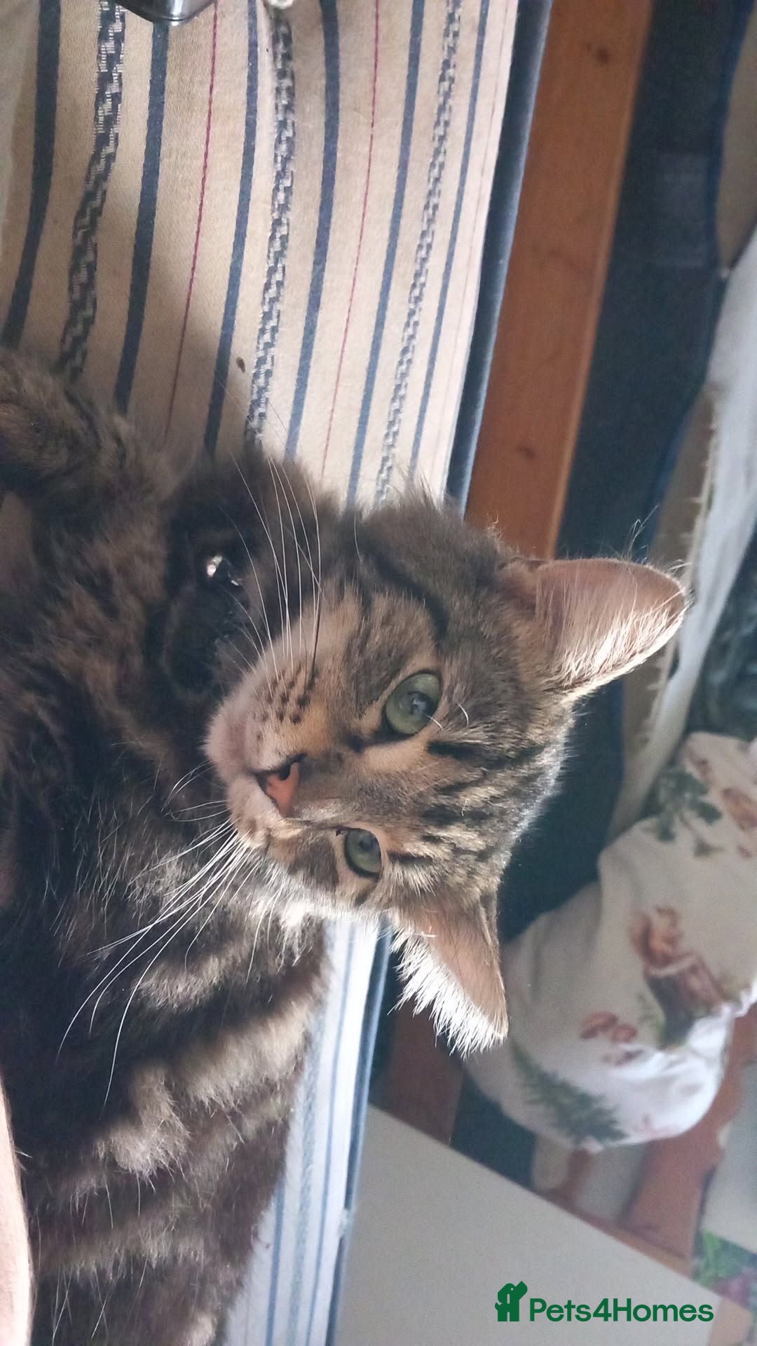 Mixed Breed cats for sale: Kiki/kiara  - Advert 4