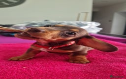 Miniature Dachshund dogs for sale: Miniature Dachshund puppies Longhaired & Smooth  - Image 33