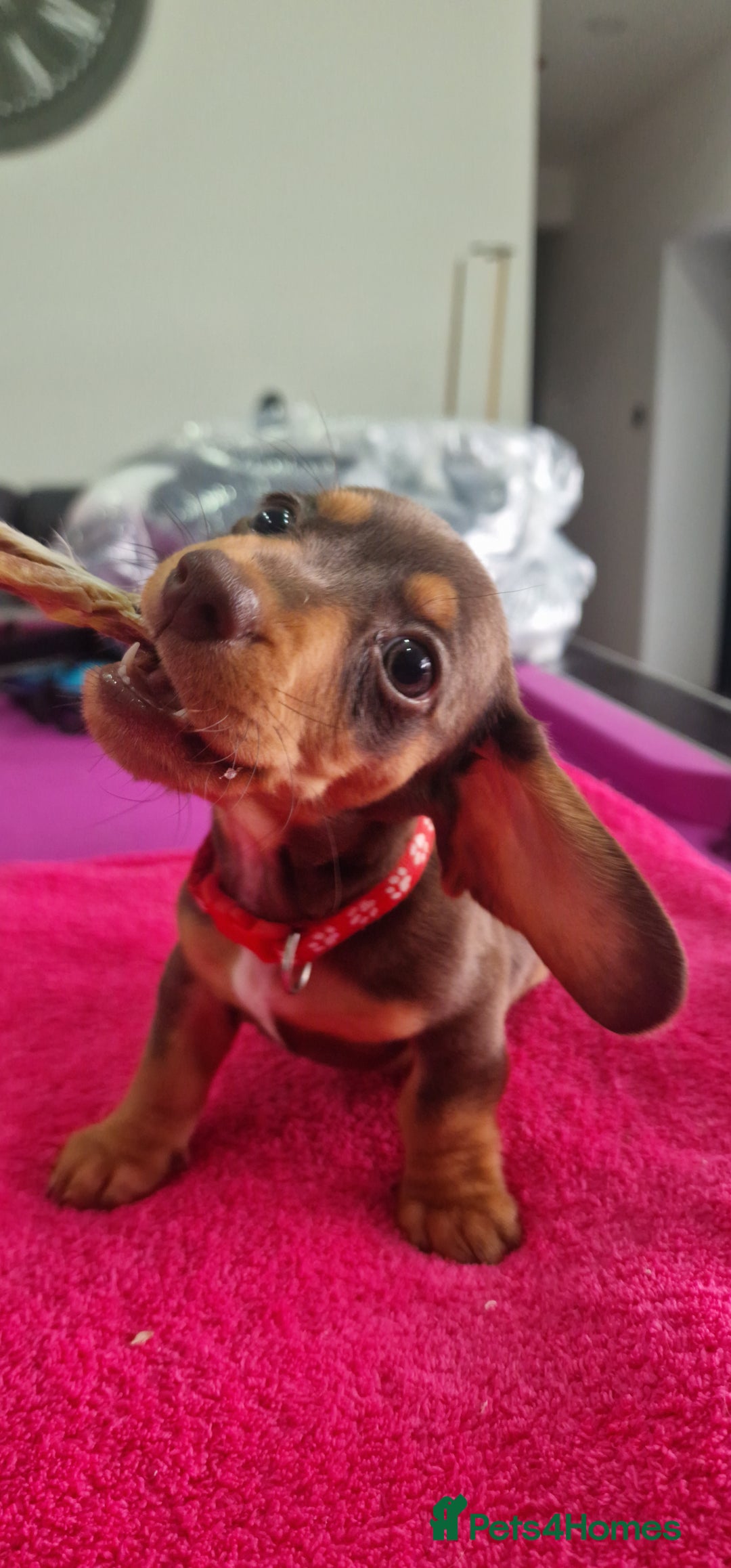 Miniature Dachshund dogs for sale: Miniature Dachshund puppies Longhaired & Smooth  - Image 33
