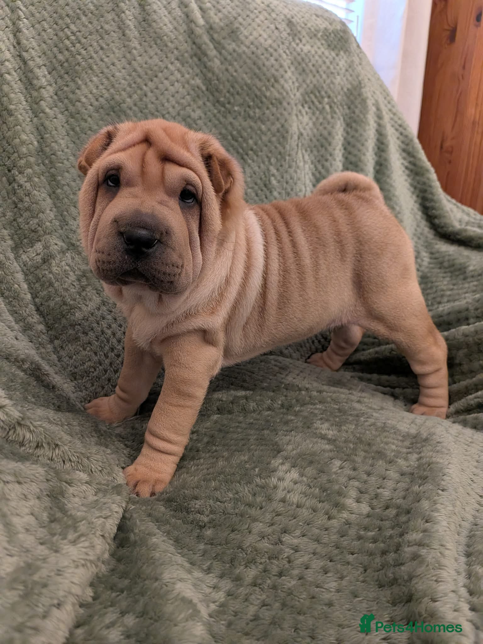 Shar Pei dogs ONLY 3 PUPPIES LEFT! BEAUTIFUL Shar Pei puppies  - Advert 1