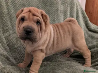 Shar Pei dogs ONLY 3 PUPPIES LEFT! BEAUTIFUL Shar Pei puppies - Advert 1