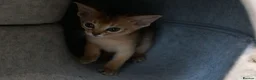 Abyssinian cats for sale: Gorgeous Abyssinian Kittens Ready Now - Advert 6