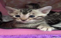 Bengal cats for sale: Stunning Silver Bengal Kittens 😻 - Image 16