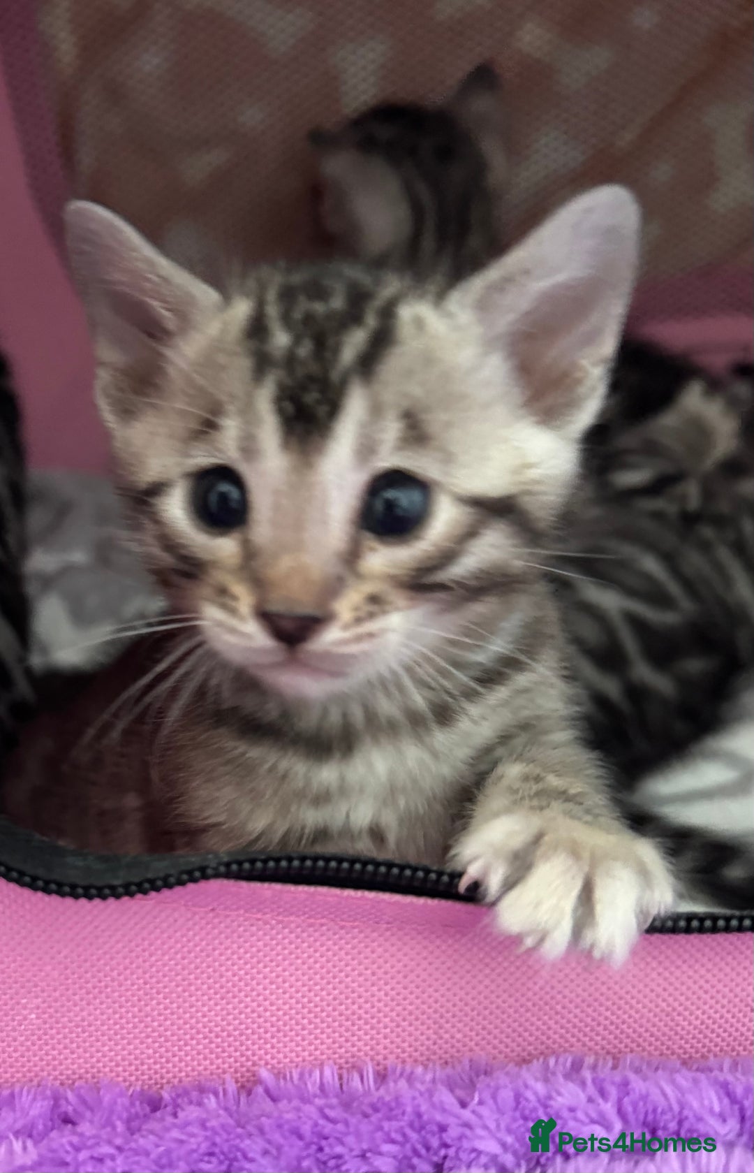 Bengal cats for sale: Stunning Silver Bengal Kittens 😻 - Image 16