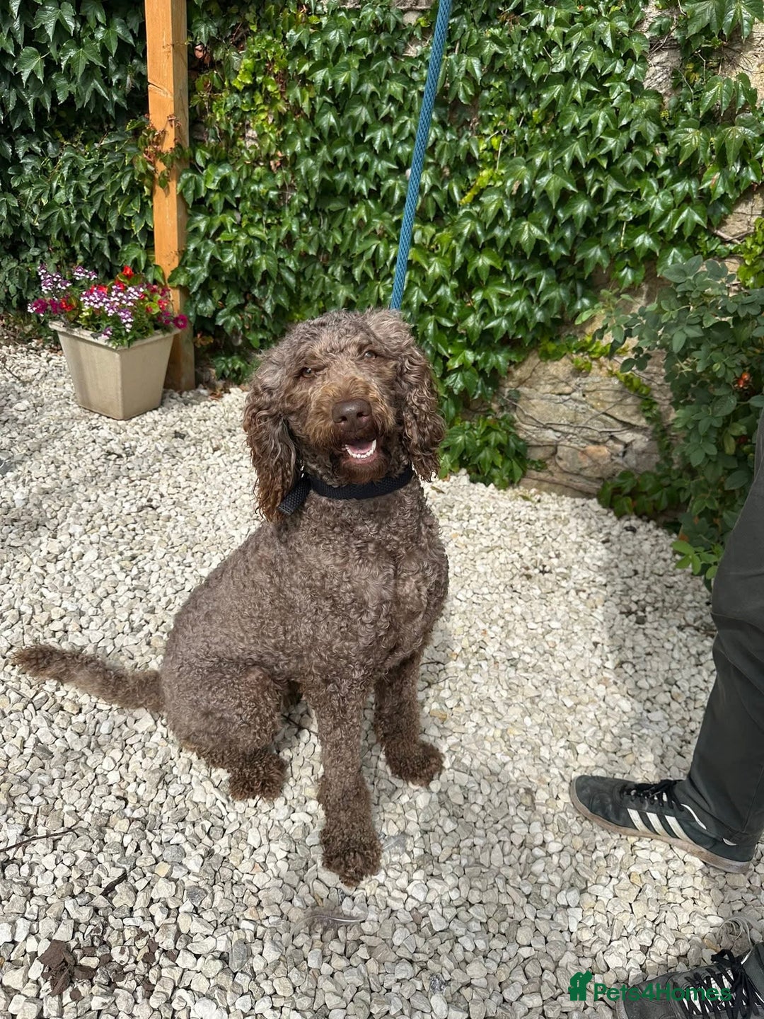 Mixed Breed dogs for adoption: Iris  - Image 1