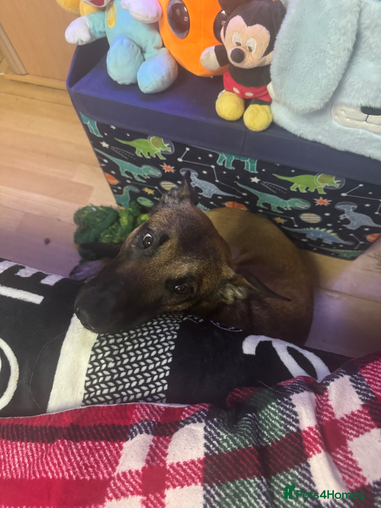 Belgian Shepherd Dog dogs for sale: Female Belgium malinois - Advert 4