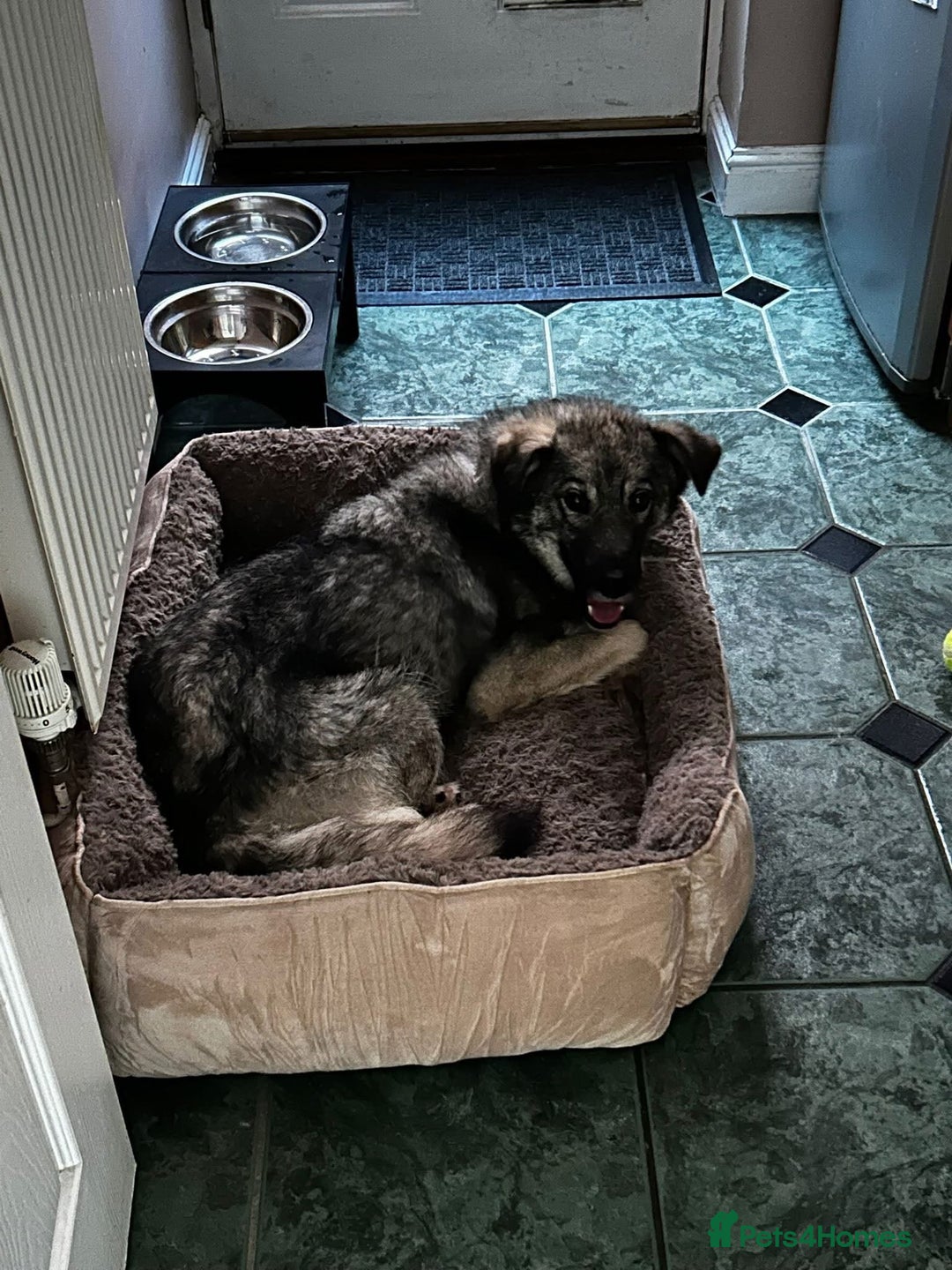 Mixed Breed dogs for sale: Adorable ODY - Image 12