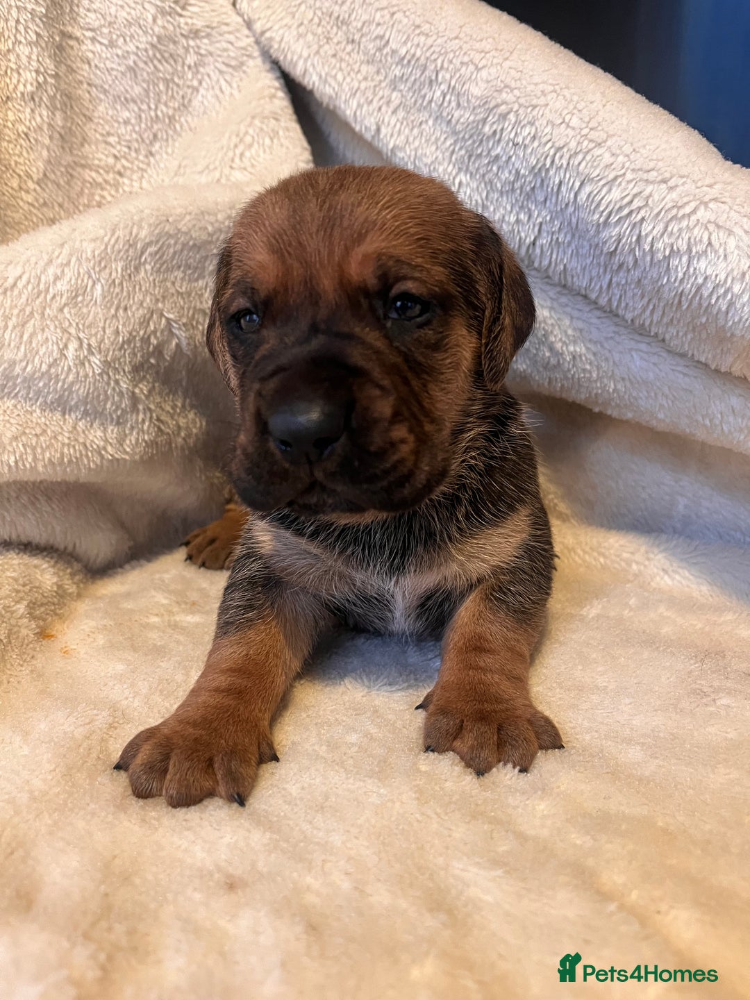 Cane Corso dogs for sale: Stunning Full Pedigree Cane Corso Puppies 🏆  - Advert 17