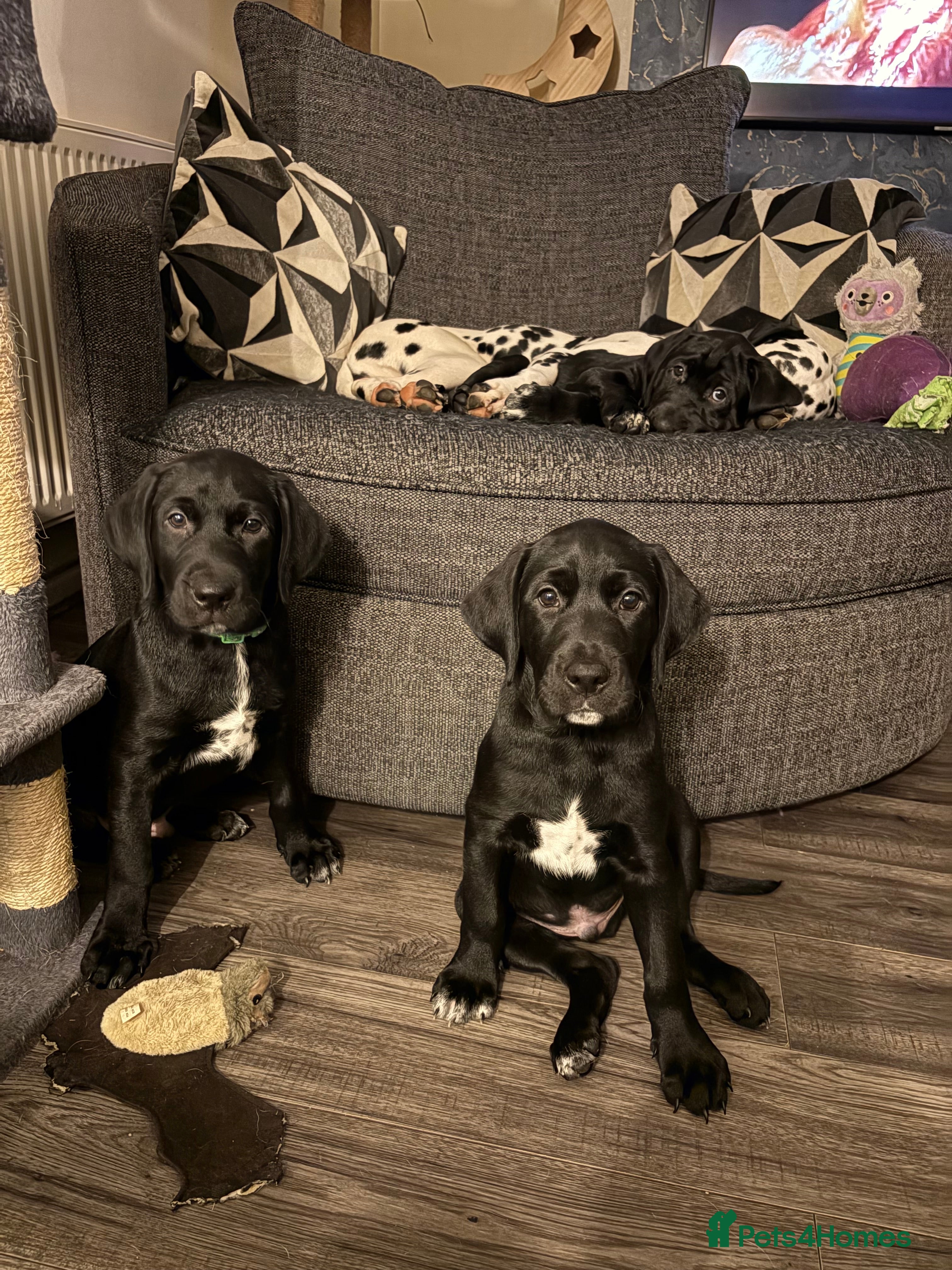 Mixed Breed dogs READY now! Only 3 males left! Dalmador puppies..! - Advert 1