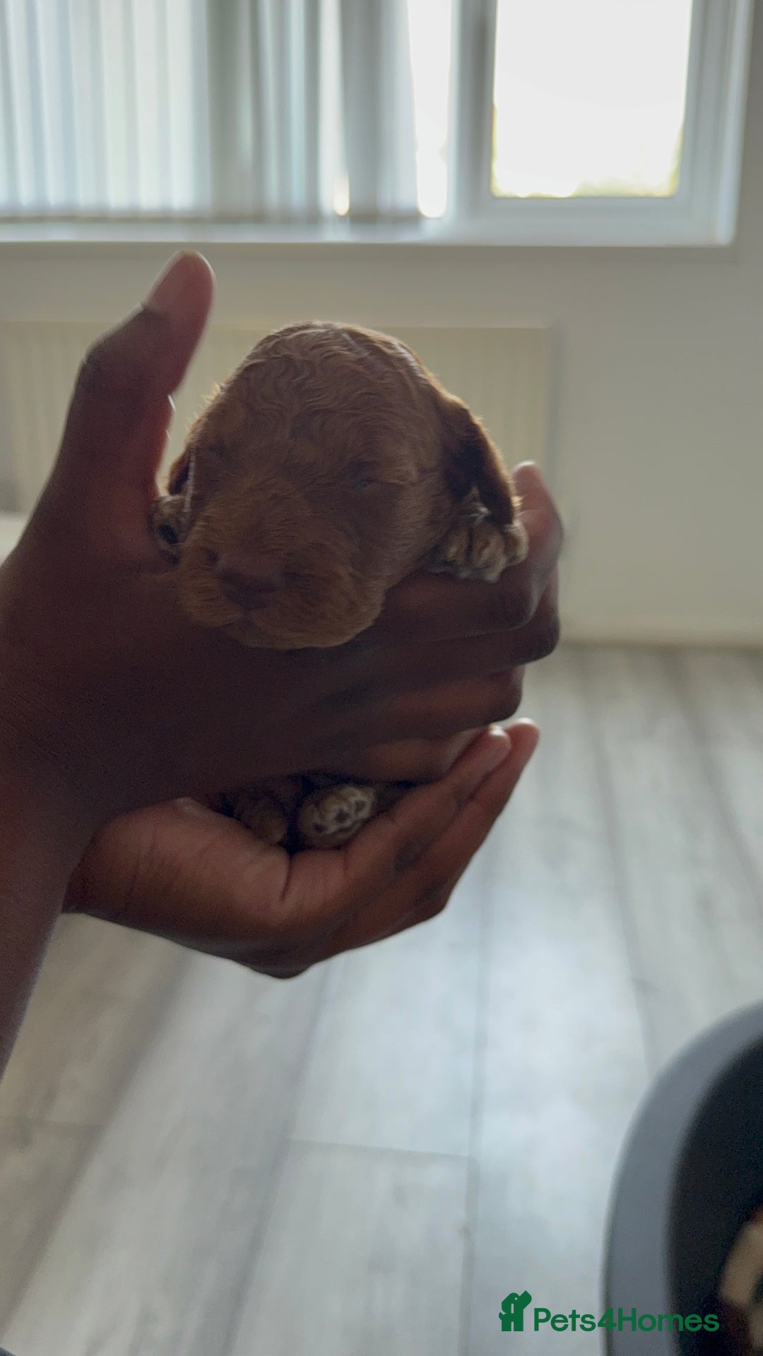 Cockapoo dogs for sale: 5 Beautiful Cockapoo Puppies  - Image 16