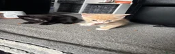 Mixed Breed cats for sale: 3 male kittens ready for their new homes!! - Advert 7