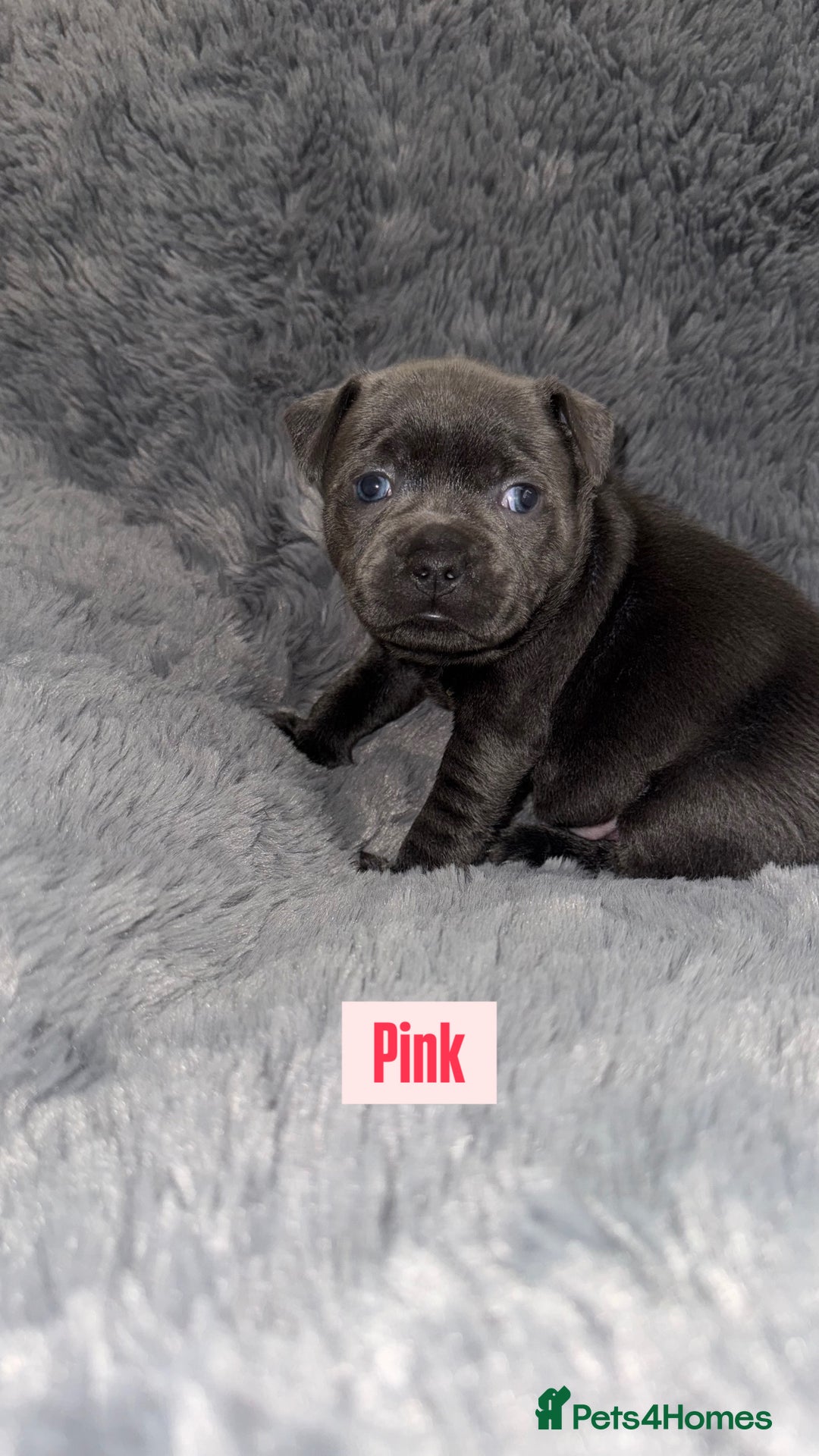 Staffordshire Bull Terrier dogs for sale: Kc reg king fury pups. Kassius grand pups.  - Image 4