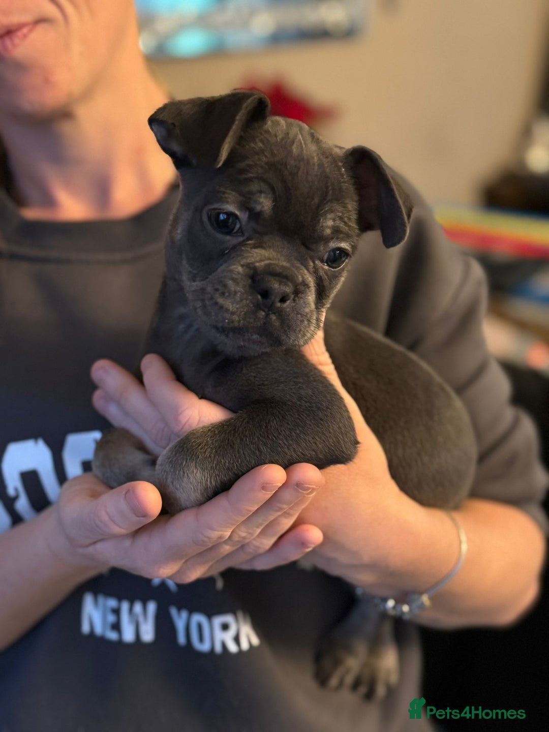 French Bulldog dogs for sale: LAST GIRL LEFT fluffy French bulldogs  - Advert 9