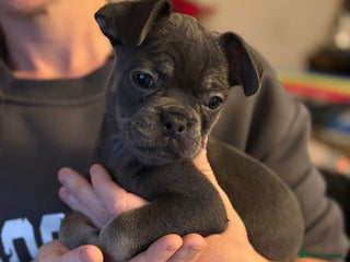 French Bulldog dogs Beautiful fluffy French bulldogs - Advert 2