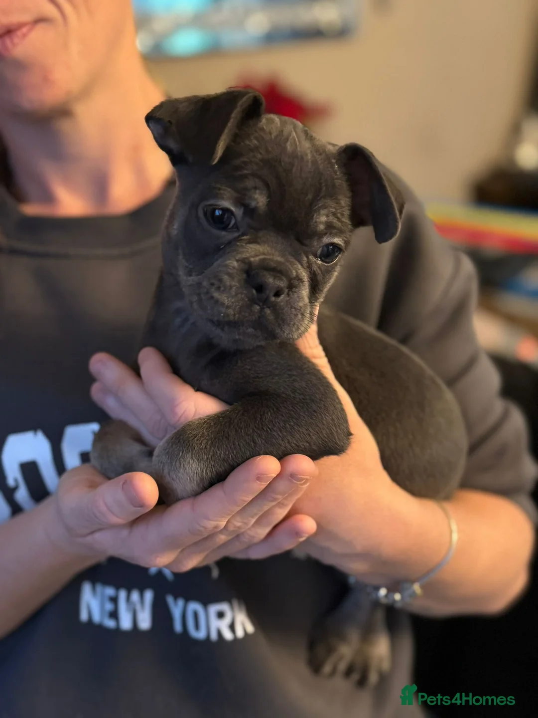 French Bulldog dogs for sale: French bulldogs  - Advert 15