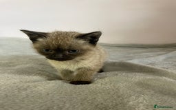 British Shorthair cats for sale: Four kittens ready to go (prices vary) - Image 20