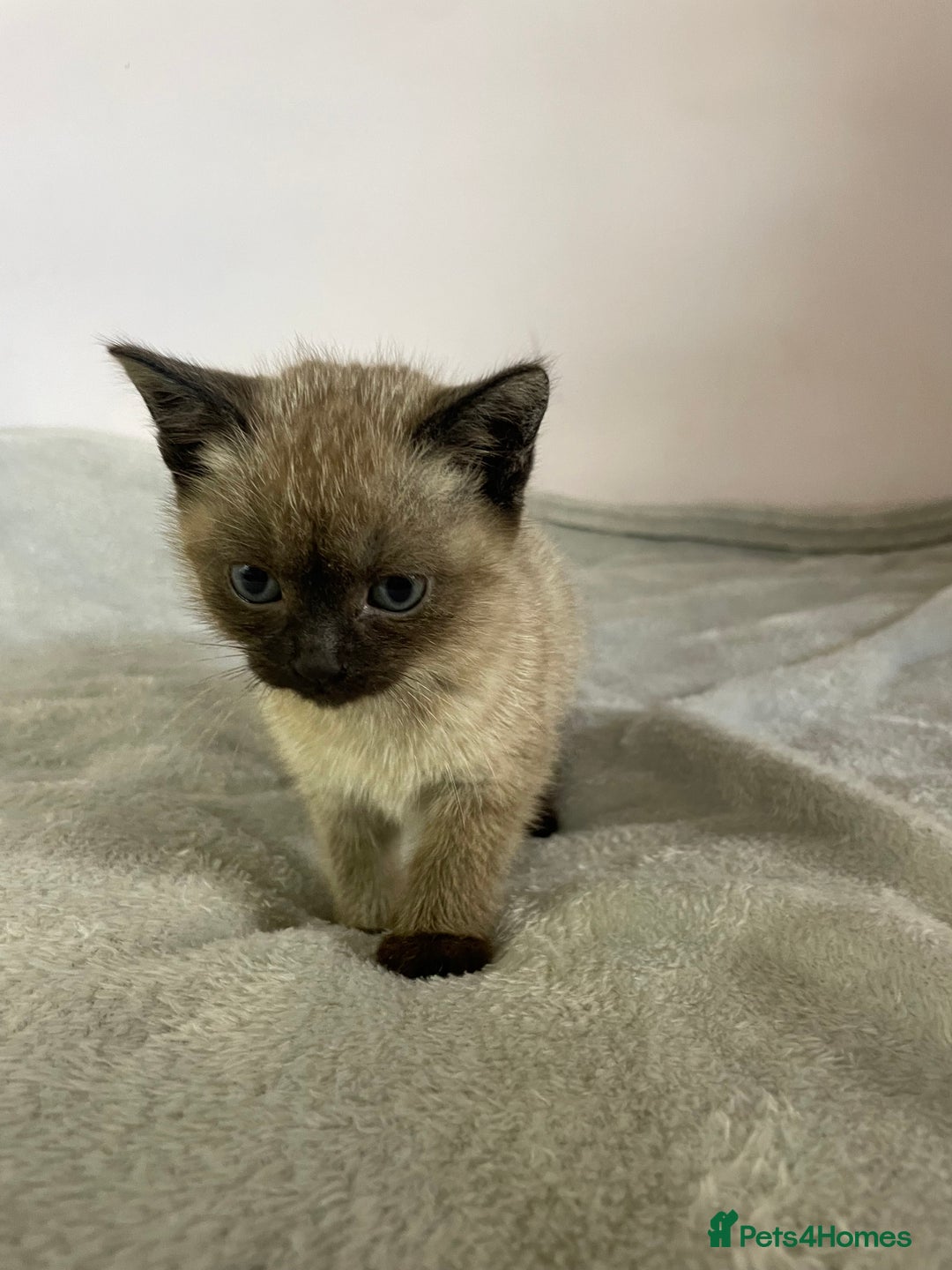 British Shorthair cats for sale: Four kittens ready to go (prices vary) - Image 20