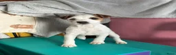 Parson Russell dogs for sale: Parson Russell Terrier - Advert 10