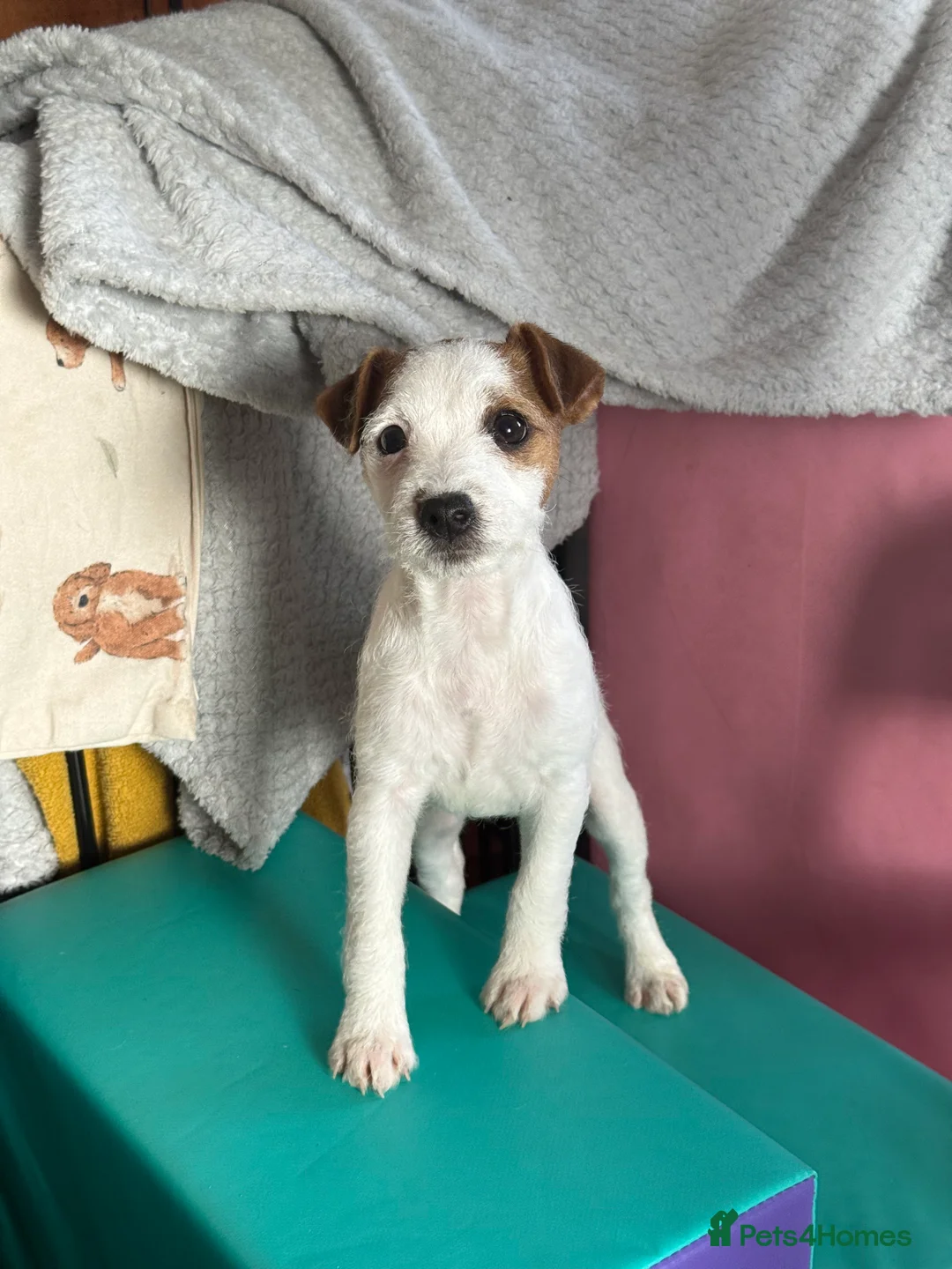 Parson Russell dogs for sale: Parson Russell Terrier - Advert 10