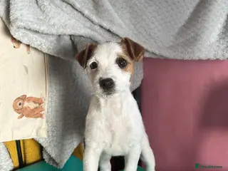 Parson Russell dogs Parson Russell Terrier - Advert 2