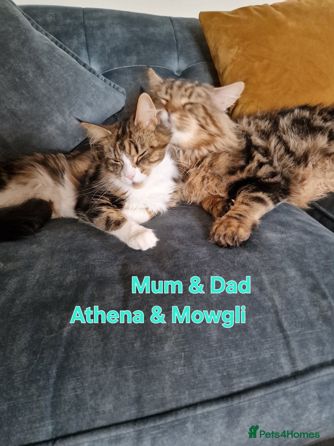 Maine Coon cats for sale: 100% Maine Coon Kittens DNA HEALTH TESTED PARENTS  - Image 3