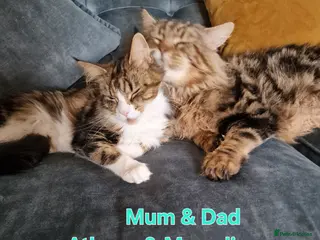 Maine Coon cats 100% Maine Coon Kitten Boy - Advert 18