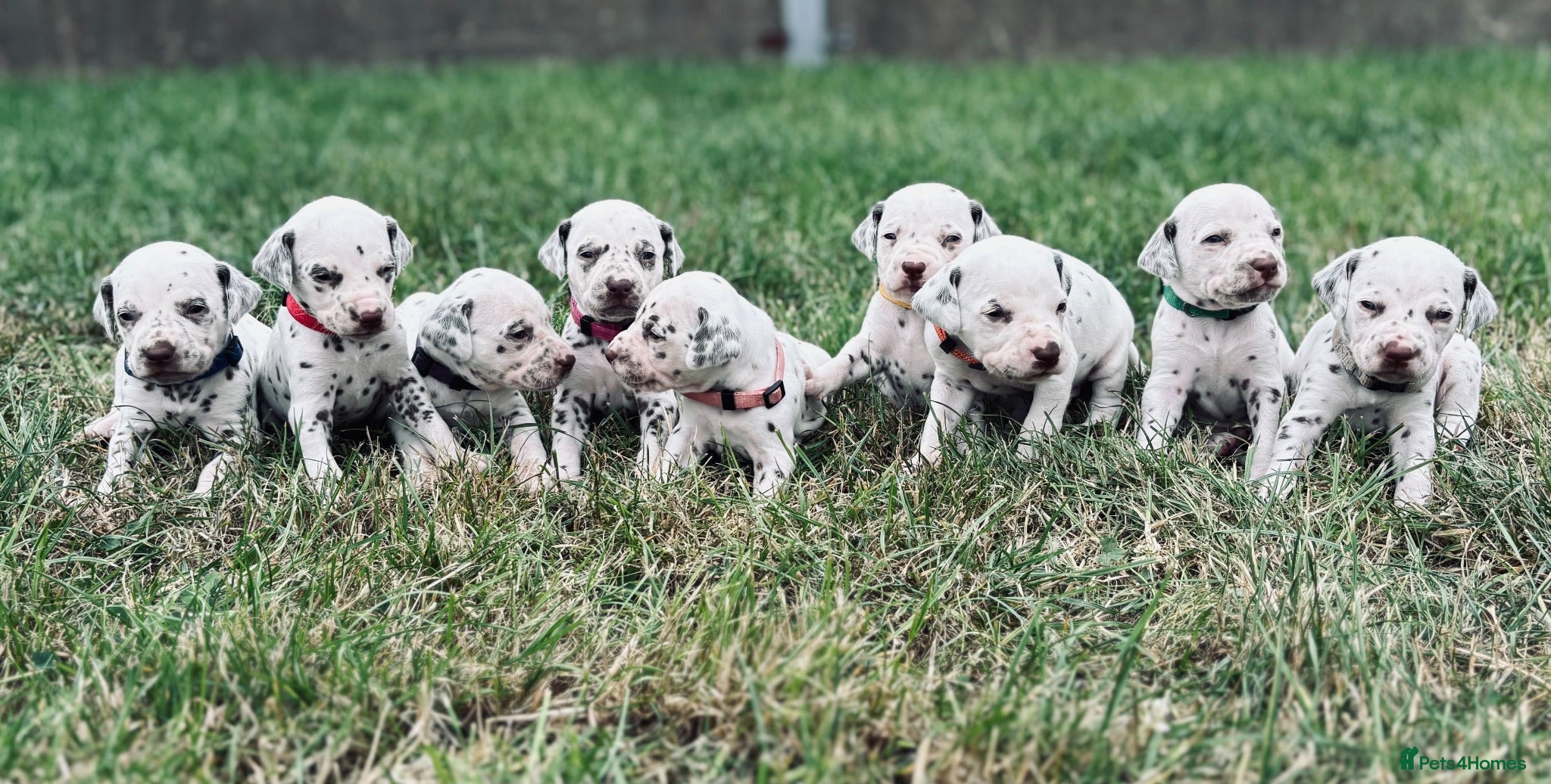 Dalmatian dogs 😍Gorgeous KC Registered Liver spotted Dalmatians. - Advert 5