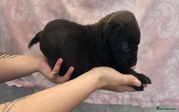 Mixed Breed dogs for sale: Mastiff x Rottweiler  - Image 8