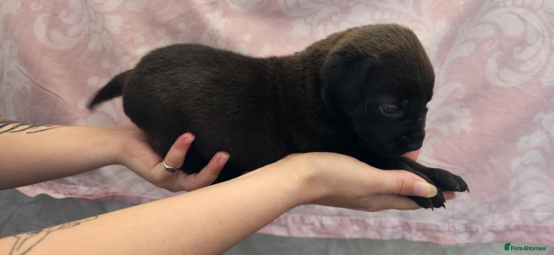 Mixed Breed dogs for sale: Mastiff x Rottweiler  - Image 8