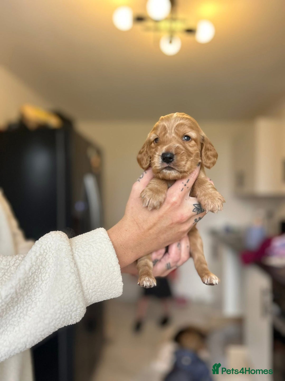 Cocker Spaniel dogs for sale: Cocker spaniels ( show type)  - Image 7