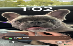 French Bulldog dogs for sale: French bulldog  - Image 4