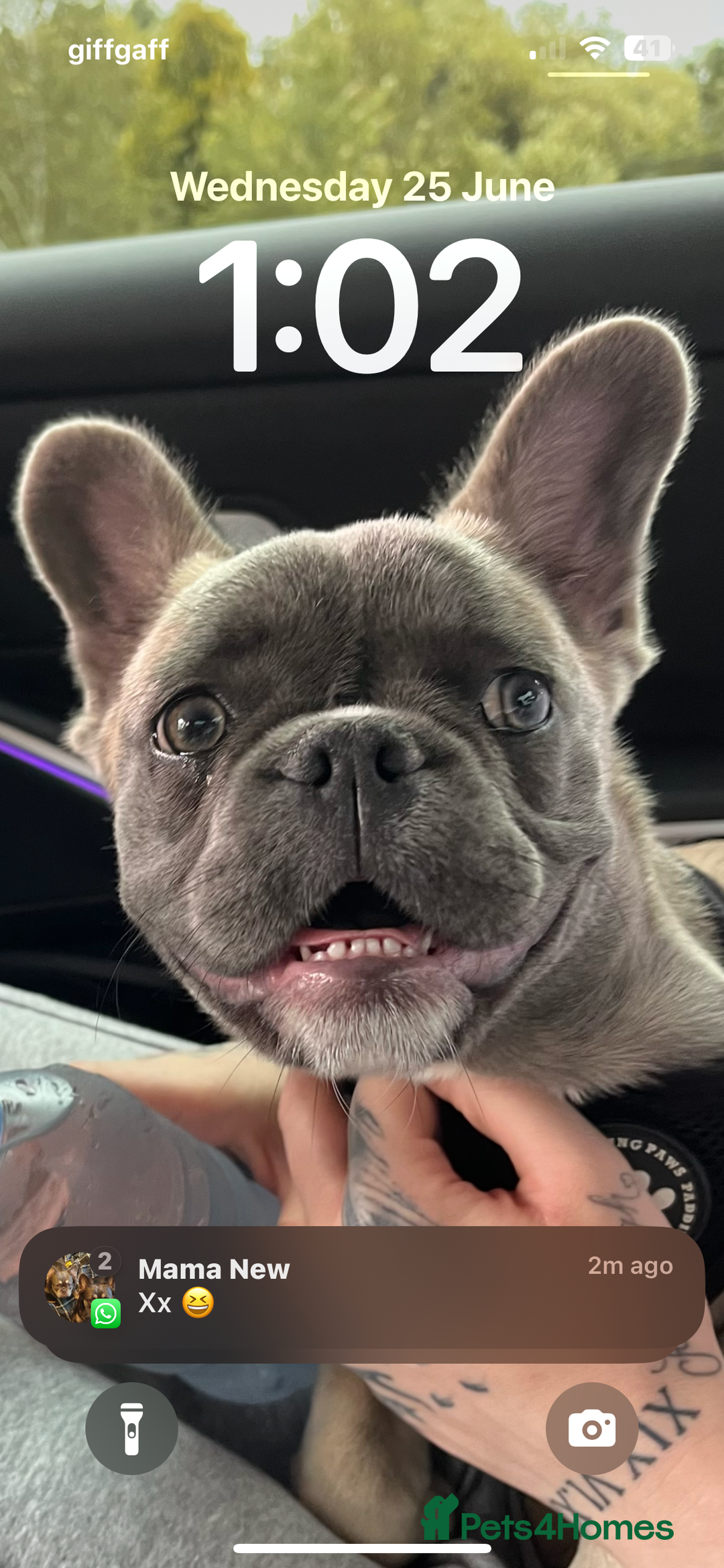 French Bulldog dogs for sale: French bulldog  - Image 4