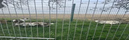 Goats livestock for sale: Pigmy goats  - Advert 3