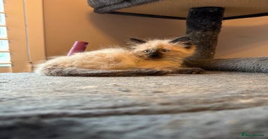 Ragdoll cats - Advert 7