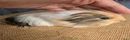 Guinea Pig rodents for sale: Funky breed baby guinea pigs  in Washington - Advert 15