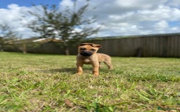 Mixed Breed dogs for sale: Max 12 weeks old  - Image 7