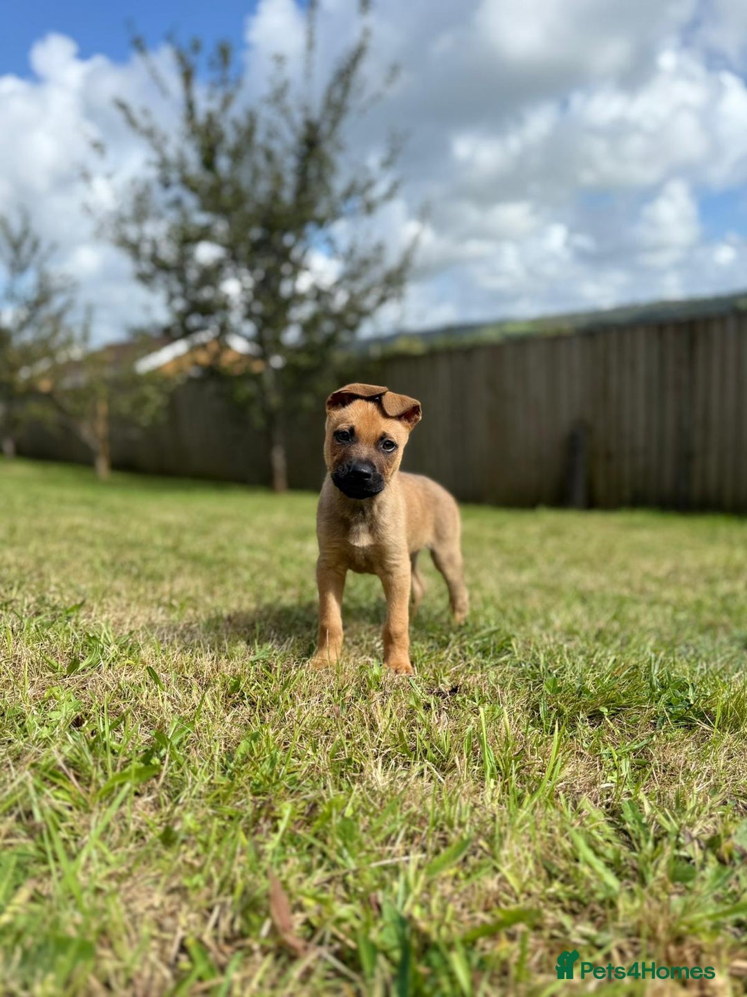 Mixed Breed dogs for sale: Max 12 weeks old  - Image 7