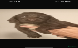 Cocker Spaniel dogs for sale: Working cocker spaniels  - Image 13