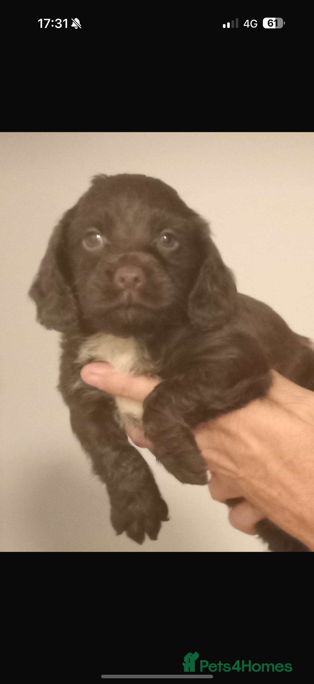 Cocker Spaniel dogs for sale: Working cocker spaniels  - Image 13