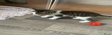 Mixed Breed Kitten 3