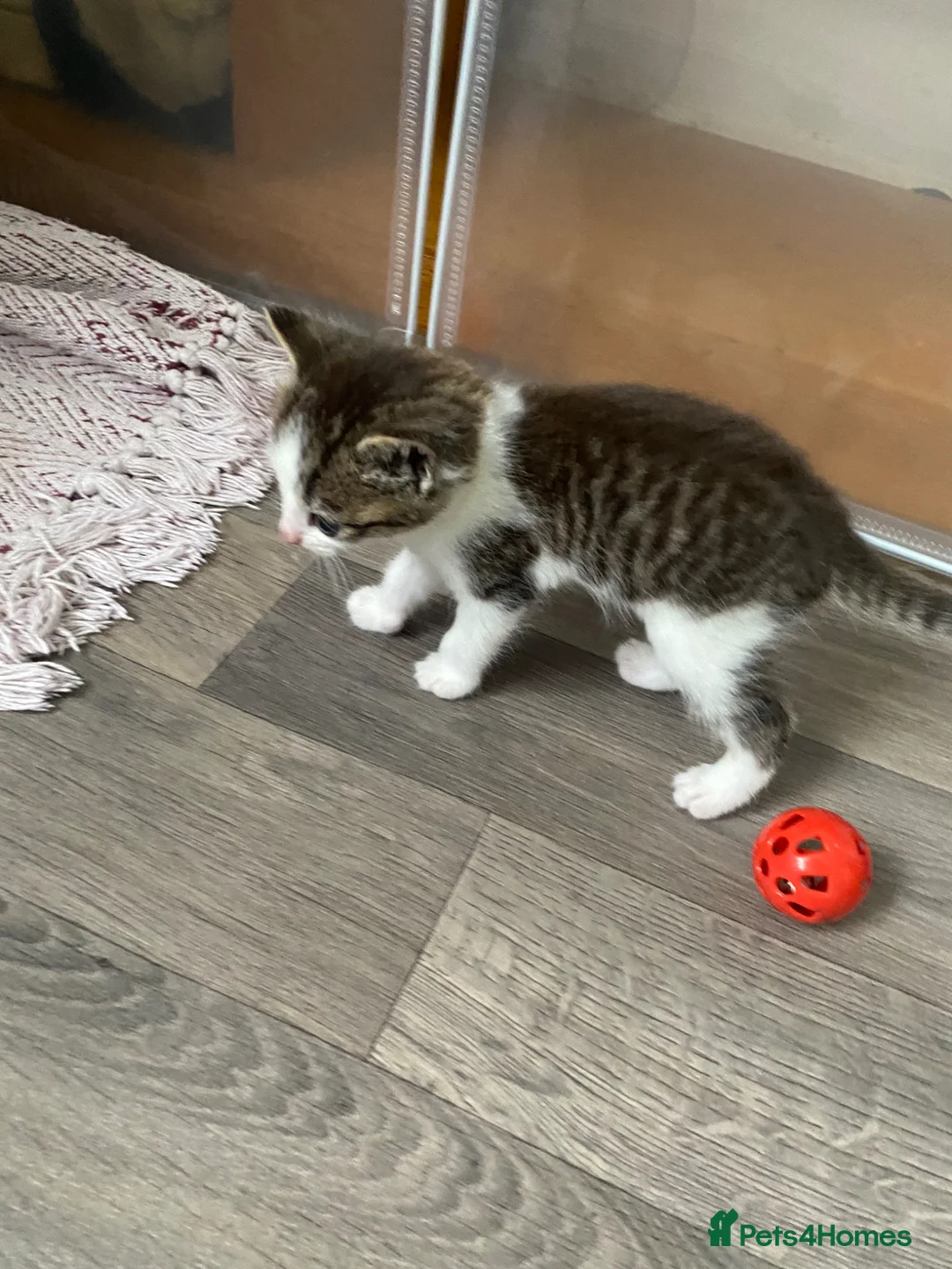 Mixed Breed cats for sale: Four beautiful kittens  - Advert 6