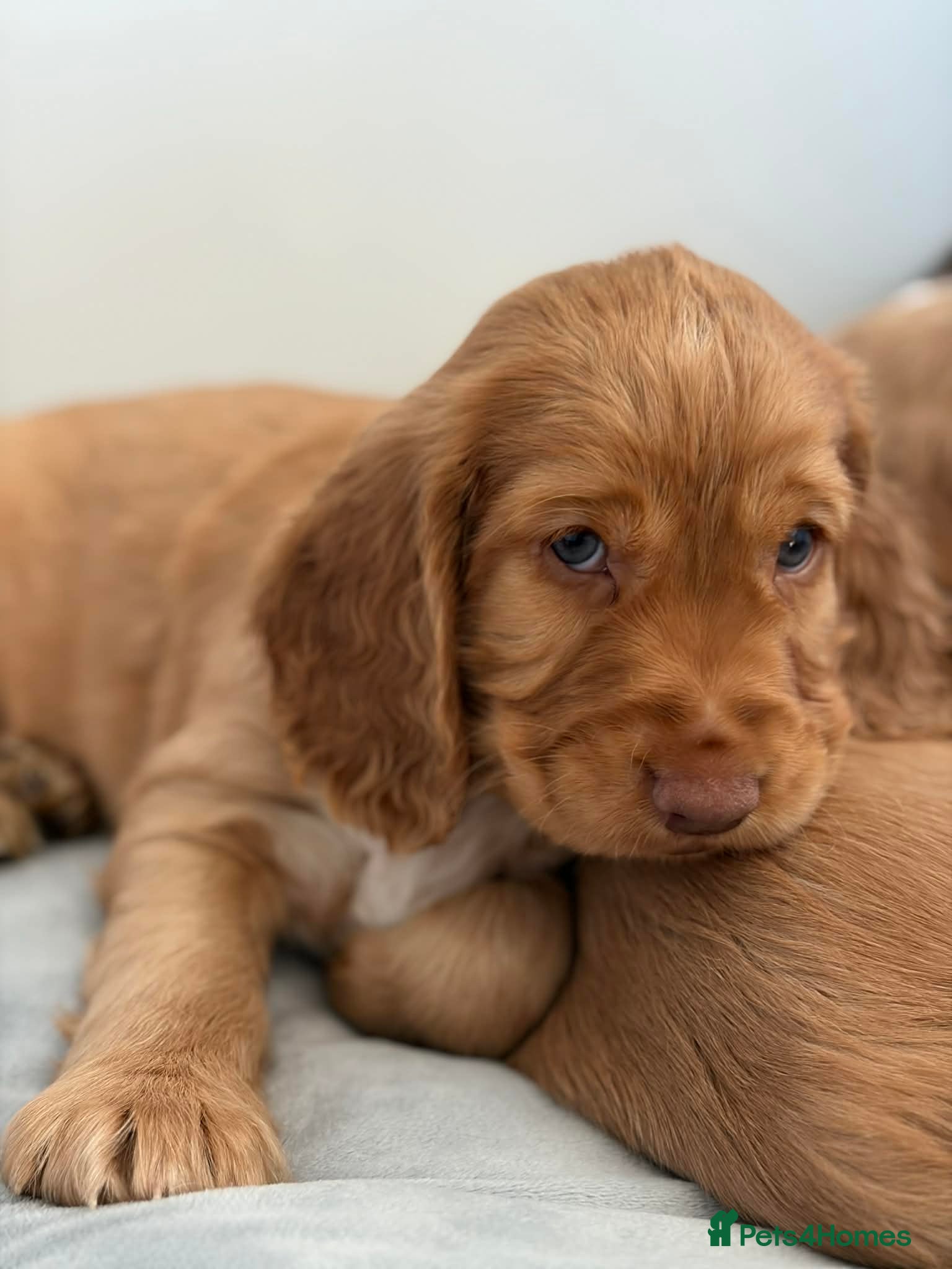 Cocker Spaniel dogs Last Boy remaining  - Advert 1