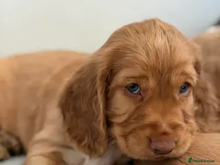 Cocker Spaniel dogs Last Boy remaining - Advert 1