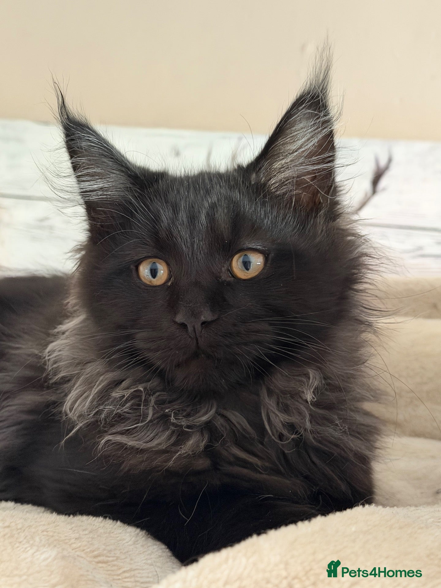 Maine Coon cats Tica registered black smoked male Maine coon - Advert 2