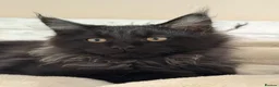 Maine Coon cats for sale: Tica registered black smoked male Maine coon - Advert 8